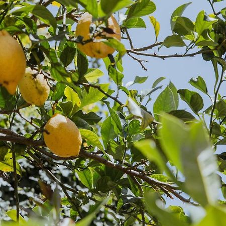 Lemon Tree Rooms Barano dʼIschia Exterior foto